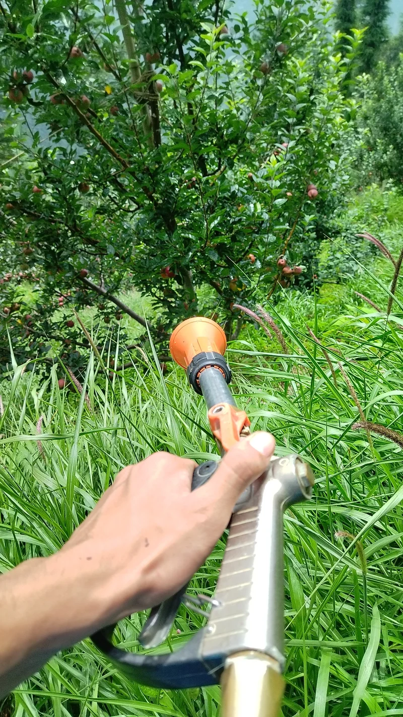 Apple orchard spraying in Kufri