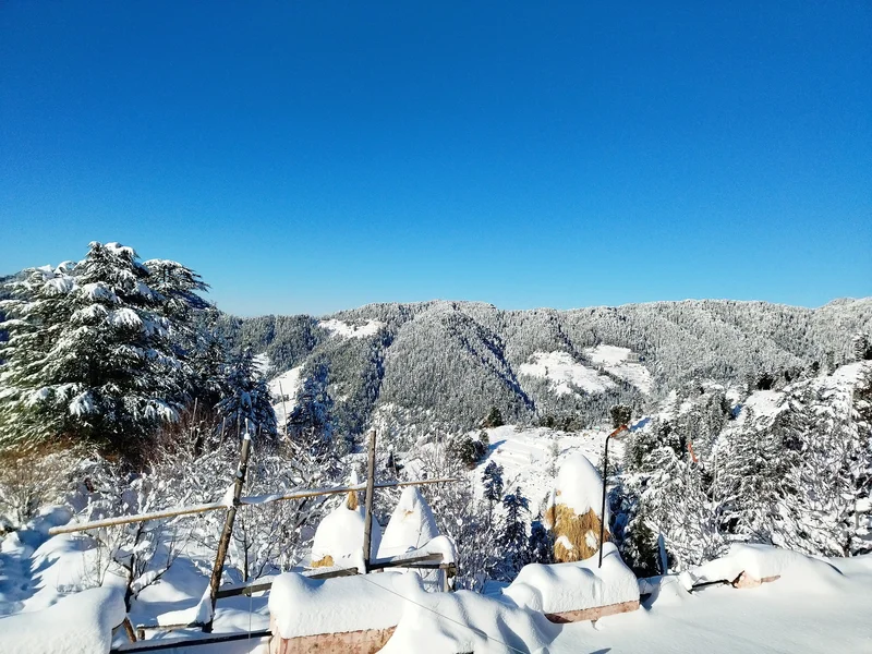 Front yard with cedar trees and mountain views
