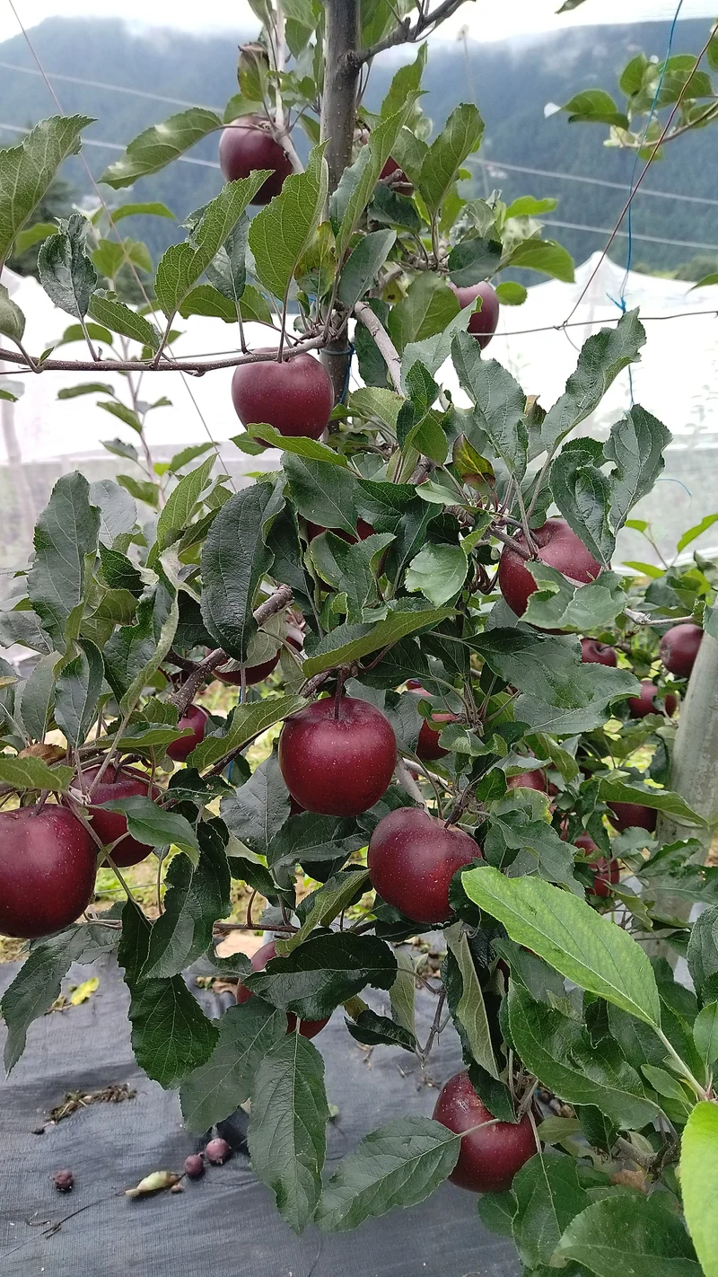 Rootstock Gail Gala apple variety, Kufri