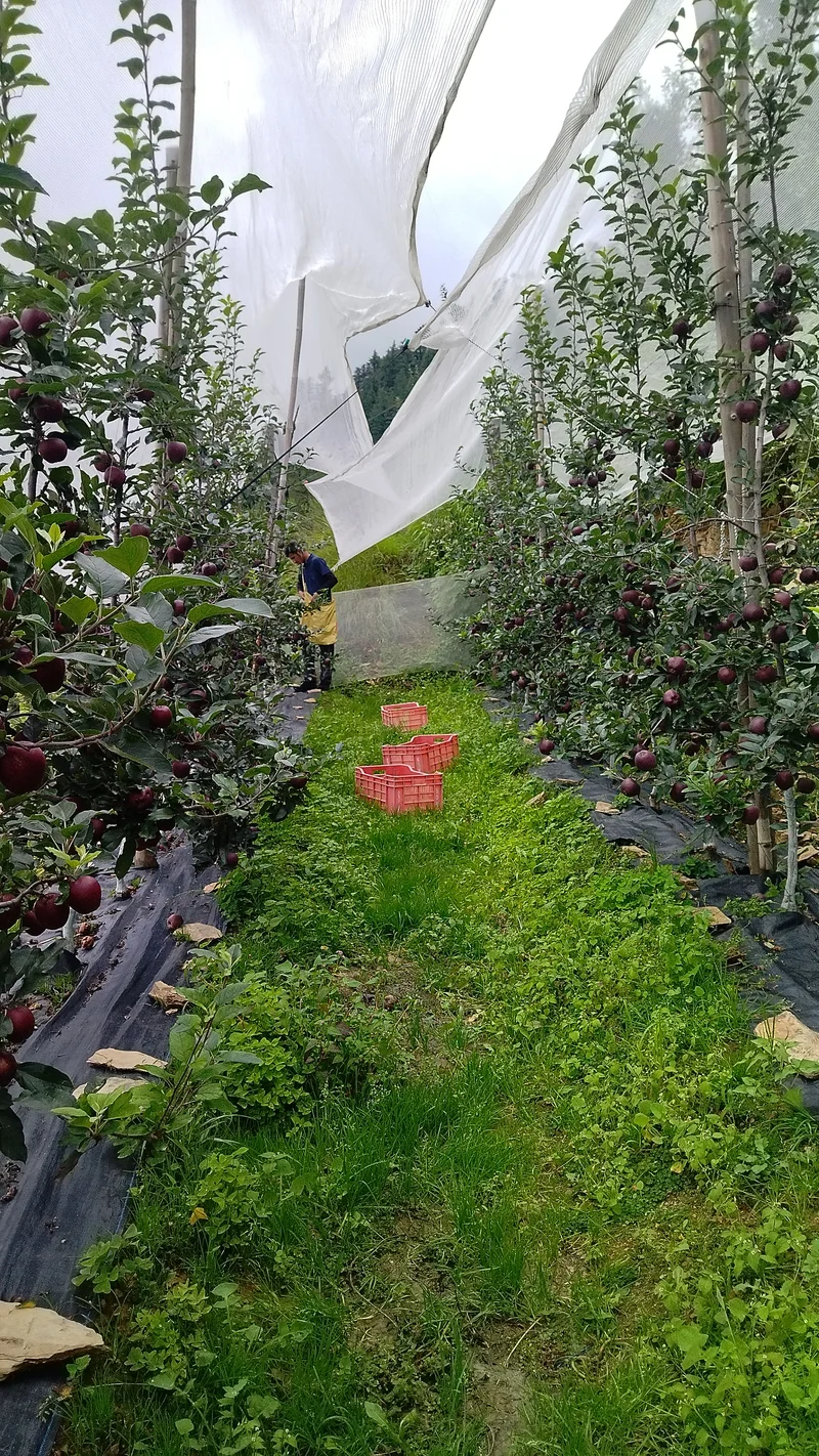Rootstock apple harvest in Kufri